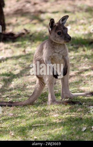 Le kangaroo-Island Kangaroo joey a un corps brun clair avec un blanc sous le ventre. Ils ont aussi des pieds et des pattes noires Banque D'Images