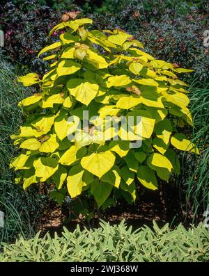 Petit / jeune Catalpa bignonioides 'Aurea' arbre de haricots indiens dorés poussant dans le jardin anglais, Angleterre, Royaume-Uni Banque D'Images