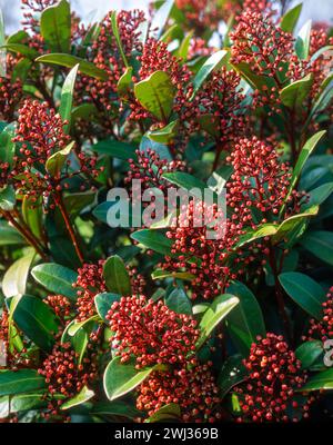 Skimmia japonica 'Rubella' (syn. Skimmia japonica reevesiana 'Rubella' / Skimmia 'Rubella') arbuste à feuilles persistantes avec de riches boutons floraux rouges, Angleterre, Royaume-Uni Banque D'Images