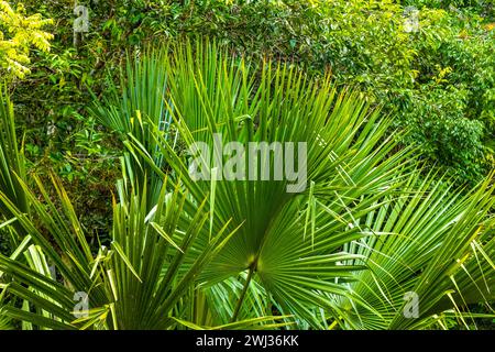 Beau palmier tropical dans la jungle dans la municipalité de Coba Tulum Quintana Roo Mexique. Banque D'Images
