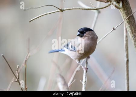 Bullfinch eurasien adulte (Pyrrhula pyrrhula) perché sur une branche dans un jardin britannique. Yorkshire, Royaume-Uni en février, hiver Banque D'Images