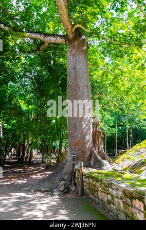 Immense grand vieux arbre Ceiba à Coba Maya ruine les anciens bâtiments et pyramides dans la jungle de la forêt tropicale dans la municipalité de Coba Tulum Quintana Roo M. Banque D'Images