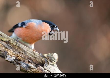 Bullfinch eurasien mâle (Pyrrhula pyrrhula) avec bec opne, perché sur une branche en hiver. Brun, haie de hêtre en cuivre en arrière-plan. Yorkshire, Royaume-Uni Banque D'Images