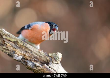 Bullfinch eurasien mâle (Pyrrhula pyrrhula) avec bec opne, perché sur une branche en hiver. Brun, haie de hêtre en cuivre en arrière-plan. Yorkshire, Royaume-Uni Banque D'Images