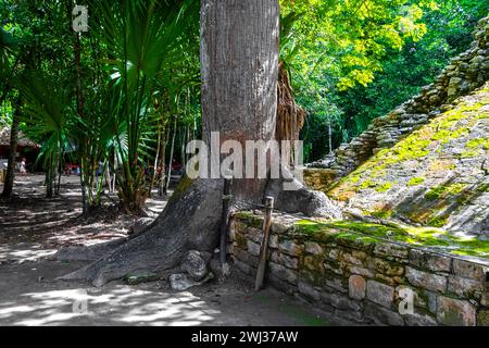 Immense grand vieux arbre Ceiba à Coba Maya ruine les anciens bâtiments et pyramides dans la jungle de la forêt tropicale dans la municipalité de Coba Tulum Quintana Roo M. Banque D'Images