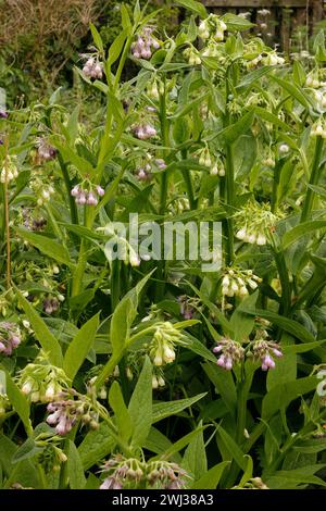 Symphytum officinale «Comfrey commun» Banque D'Images