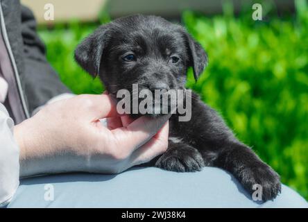 Main femelle caressant chiot sur le cou Banque D'Images