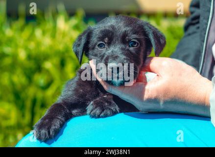 Main femelle caressant chiot sur le cou Banque D'Images