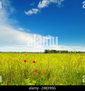 Coquelicots sur champ vert Banque D'Images