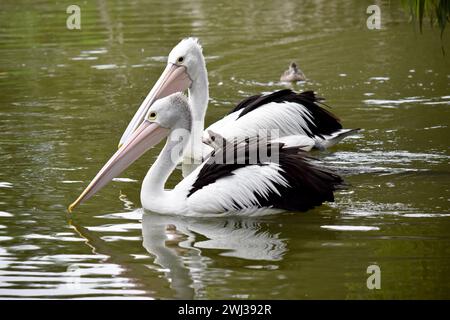 Les pélicans australiens sont l'un des plus grands oiseaux volants. Ils ont un corps et une tête blancs et des ailes noires. Ils ont un grand projet de loi rose. Banque D'Images