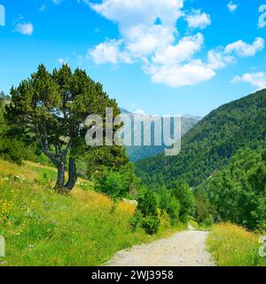 Sentier rocheux dans les montagnes couvertes de forêt et de ciel bleu. Banque D'Images