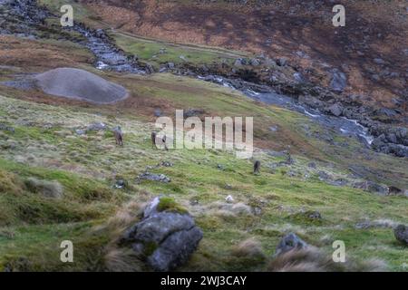 Groupe de cerfs Sika, nom scientifique Cervus Nippon, pâturant sur une colline dans les hautes terres de Glendalough. Randonnée dans les belles montagnes de Wicklow d'automne, Irlande Banque D'Images