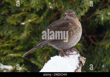Femelle Blackbird en hiver avec de la neige Banque D'Images