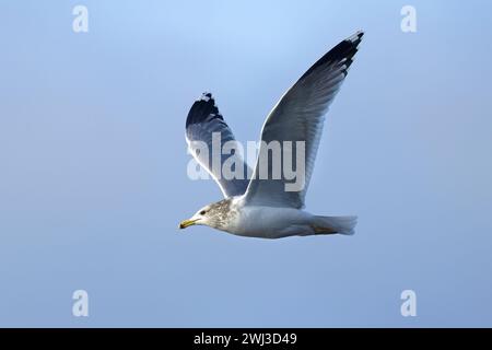 Mouette vole dans le ciel bleu vif. Banque D'Images