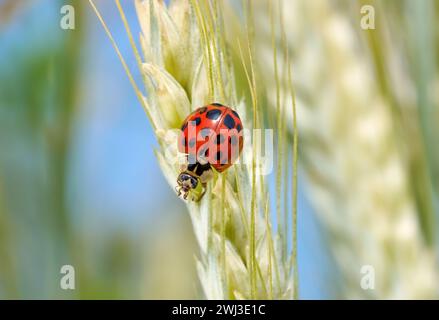 Coccinelle asiatique (Harmonia axyridis) macro sur une oreille de grain vert clair Banque D'Images