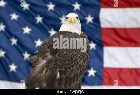 Majestueux aigle chauve perché devant un drapeau américain symbolisant la fierté Banque D'Images