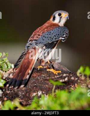 American Kestrel est assis en silence à la recherche de sa proie Banque D'Images