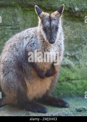 Charmant Rock-Wallaby à queue de pinceau d'une beauté exceptionnelle. Banque D'Images