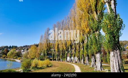 Sentier de randonnée le long d'une avenue de peuplier et sur le bord du lac par temps lumineux d'automne Banque D'Images