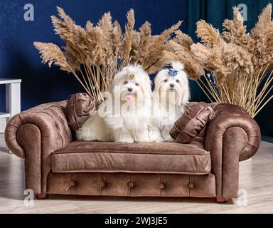 Deux chiens shih tzu blancs sur un canapé luxueux dans une chambre avec des plantes sèches et des murs bleus Banque D'Images