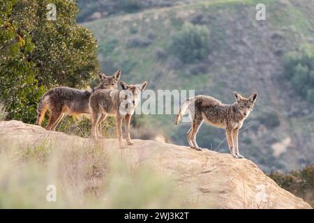 Coyotes sauvages avec gale près de Los Angeles à Chatsworth en Californie. Banque D'Images