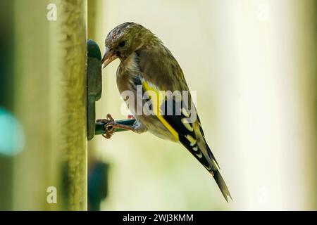 Goldfinch le Goldfinch est un finch très coloré avec un visage rouge vif et une pièce d'aile jaune. Sociables, se reproduisant souvent dans des colonies lâches, ils ont un délicieux chant et un appel de twitting liquide. Leurs longs becs fins leur permettent d'extraire des graines autrement inaccessibles des chardons et des teasels. De plus en plus, ils visitent les tables à oiseaux et les mangeoires. En hiver, de nombreuses espèces d'or britanniques migrent aussi loin au sud que l'Espagne. Banque D'Images