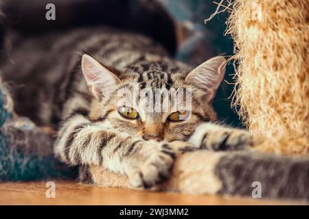 Tabby chaton joue avec le chiffon pour les chats Banque D'Images