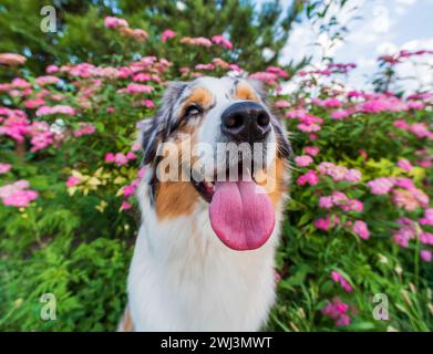 Chien de berger australien de race pure pour une promenade dans le parc Banque D'Images