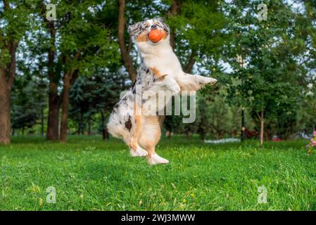 Chien de berger australien joue avec une balle orange dans les airs Banque D'Images