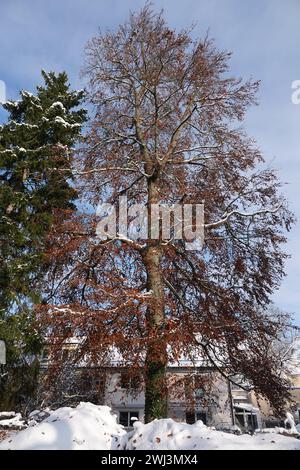 Fagus sylvatica, hêtre, neige Banque D'Images