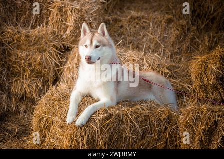 Chien dans le foin husky sibérien sur des paquets de paille Banque D'Images