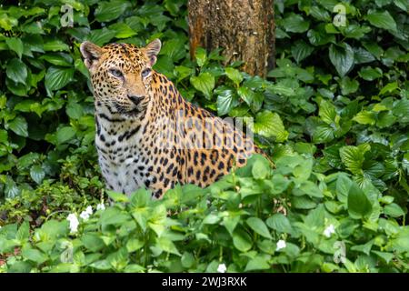 Le léopard d'Indochinois (Panthera pardus delacouri) se détachant des plantes tropicales Banque D'Images