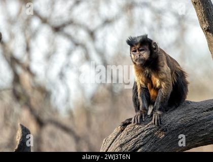 Le singe capucin à coiffe noire (Sapajus apella), trouvé en Colombie, est un primate charismatique avec une couronne noire distinctive, souvent vue balançant Banque D'Images