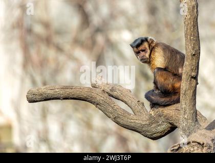 Le singe capucin à coiffe noire (Sapajus apella), trouvé en Colombie, est un primate charismatique avec une couronne noire distinctive, souvent vue balançant Banque D'Images