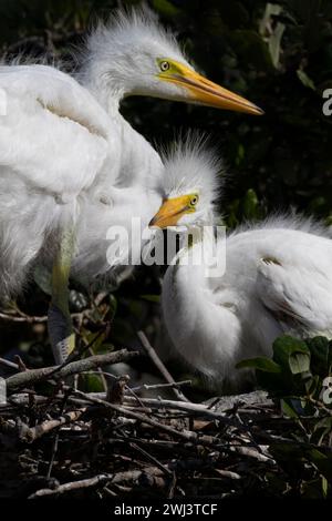 Deux, Alert Baby Great Egrets sont des bébés sauvages vigilants dans leur nid de brindilles en Floride, préparés Augustine, sanctuaire de la rookerie; Banque D'Images