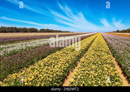 Fleurs de jardin pittoresques Banque D'Images