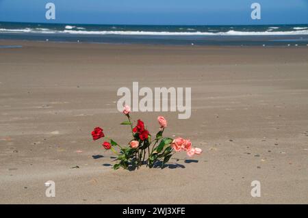 Roses sur plage, Dee River State Park, Lincoln City, Oregon Banque D'Images