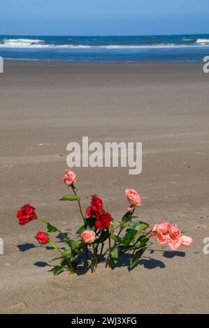 Roses sur plage, Dee River State Park, Lincoln City, Oregon Banque D'Images