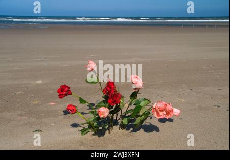 Roses sur plage, Dee River State Park, Lincoln City, Oregon Banque D'Images