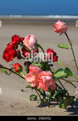 Roses sur plage, Dee River State Park, Lincoln City, Oregon Banque D'Images