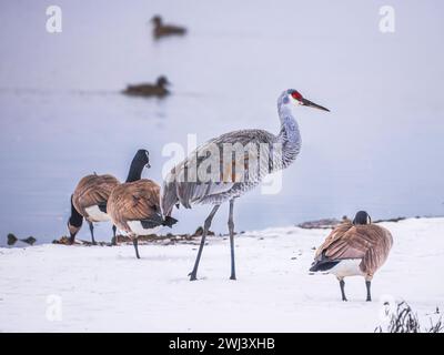 Grue de sable oiseau traînant avec des bernaches du Canada sur un champ enneigé au bord du lac Banque D'Images