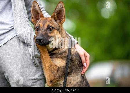 Amitié un chien mongrel hale une femme dans un survêtement gris Banque D'Images