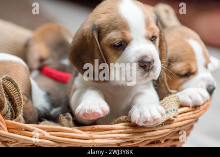 Petits chiots beagle dans un panier en osier Banque D'Images