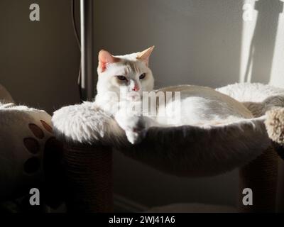 Mitzie le fmalepoint siamois avec les yeux bleus Banque D'Images