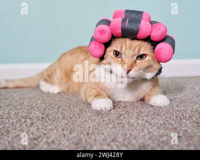 Mika le Tabby orange avec costume de cheveux permanents Banque D'Images