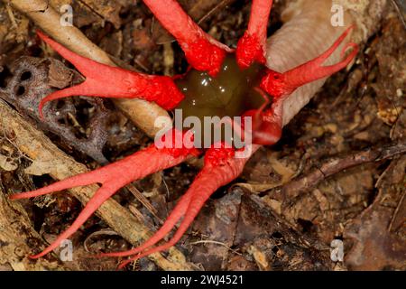 Champignon anémone Stinkhorn (Aseroe sp.) Banque D'Images