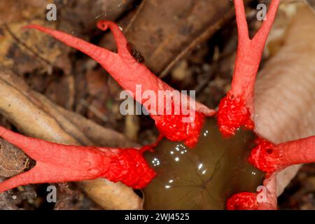 Champignon anémone Stinkhorn (Aseroe sp.) Banque D'Images