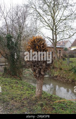 Salix viminalis, Osier Banque D'Images