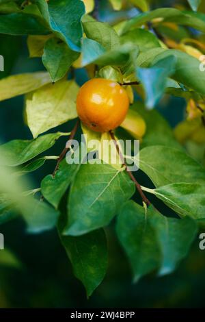 Le kaki orange repose sur des feuilles vertes sur une branche d'arbre Banque D'Images