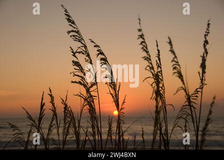 Lever du soleil - L'avoine de mer et les herbes poussent sur les dunes de sable de la côte de Outer Banks en Caroline du Nord Banque D'Images